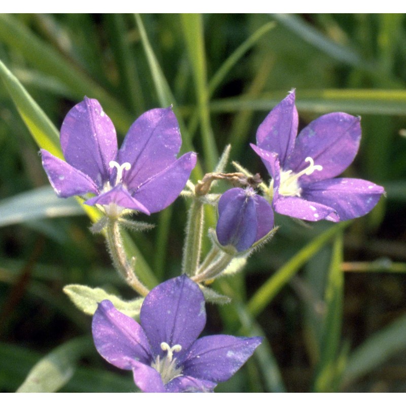 legousia speculum-veneris (l.) chaix