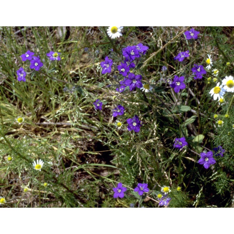 legousia speculum-veneris (l.) chaix