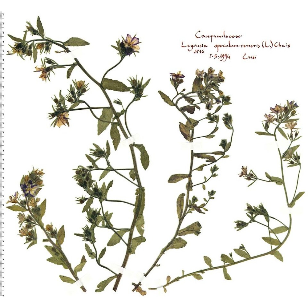 legousia speculum-veneris (l.) chaix