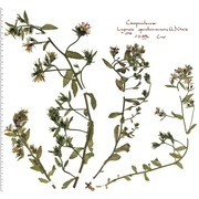 legousia speculum-veneris (l.) chaix
