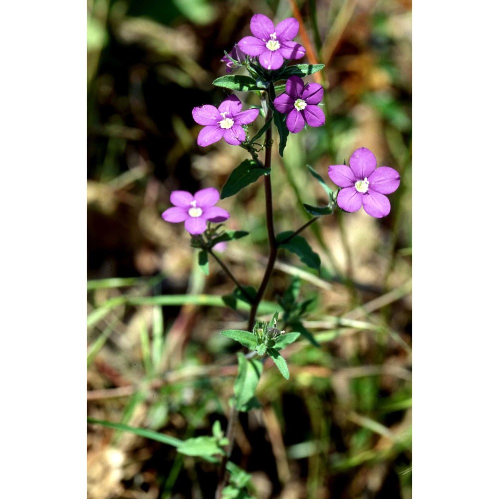 legousia speculum-veneris (l.) chaix