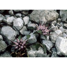 physoplexis comosa (l.) schur