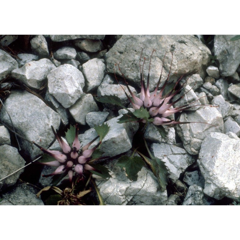 physoplexis comosa (l.) schur