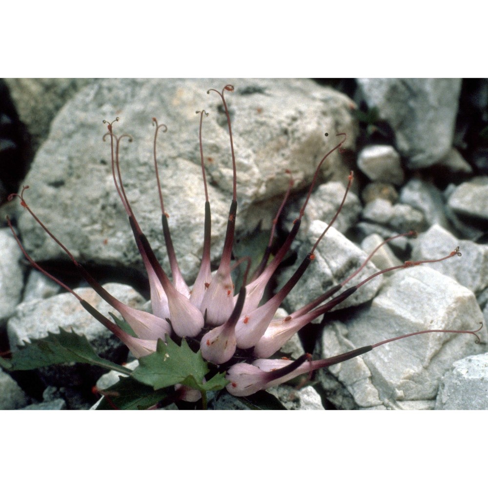 physoplexis comosa (l.) schur