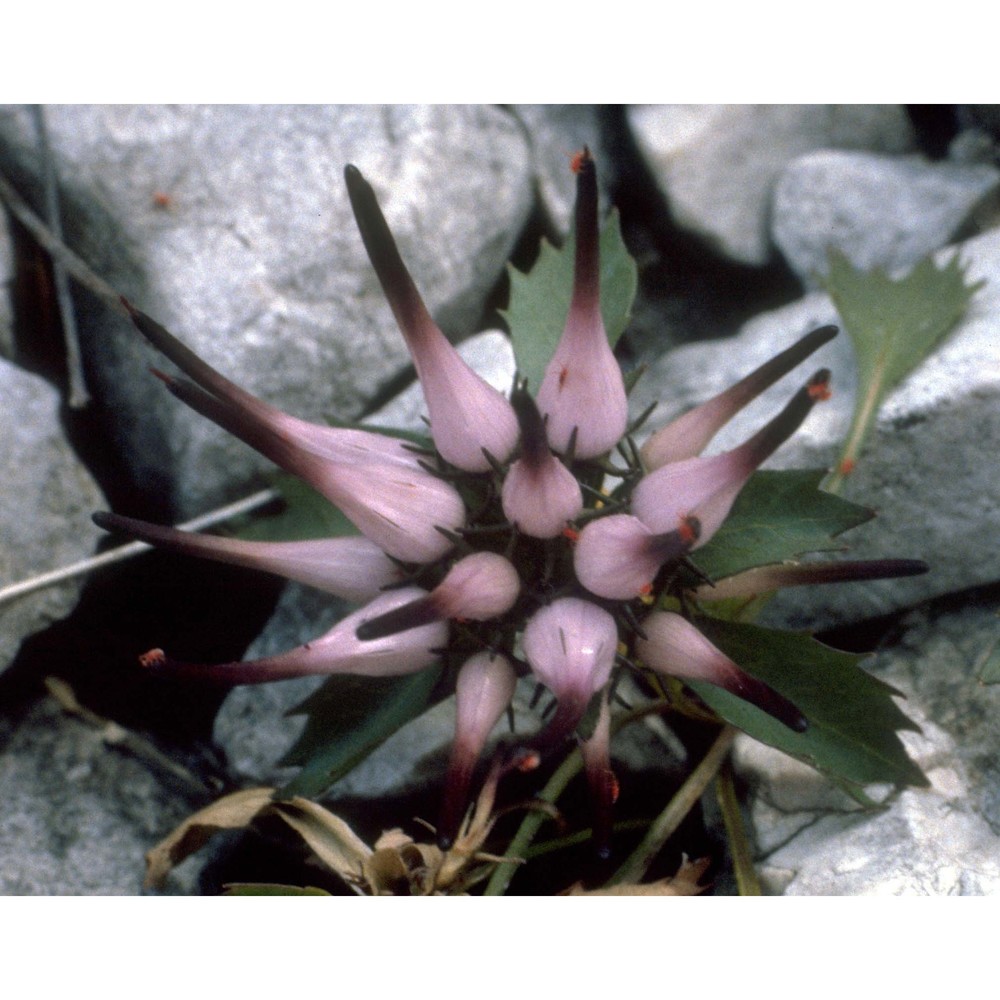physoplexis comosa (l.) schur