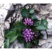 physoplexis comosa (l.) schur