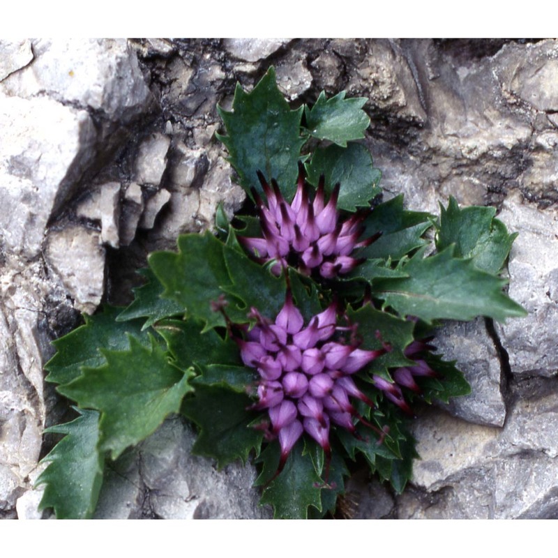 physoplexis comosa (l.) schur