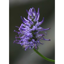 phyteuma betonicifolium vill.