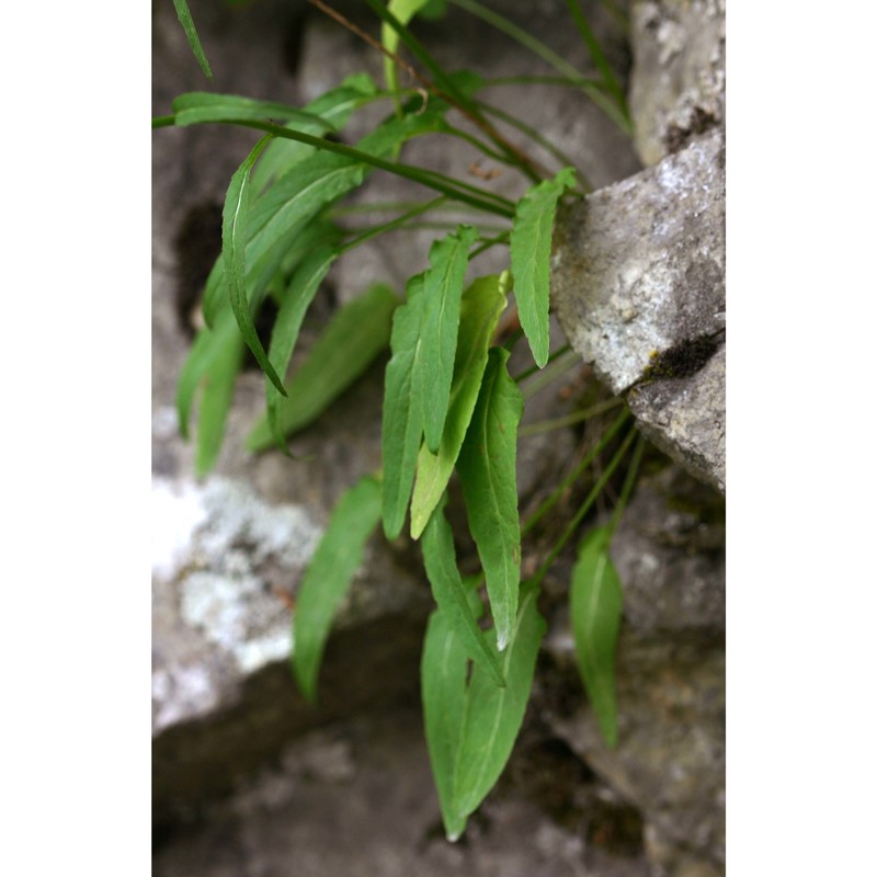 phyteuma betonicifolium vill.