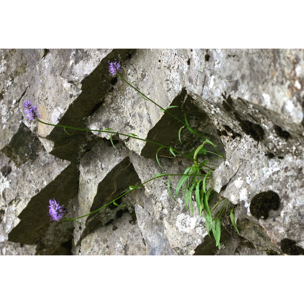 phyteuma betonicifolium vill.