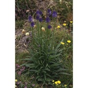 phyteuma betonicifolium vill.