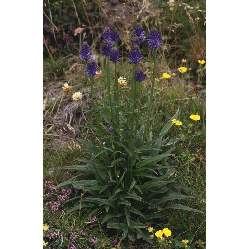 phyteuma betonicifolium vill.
