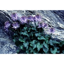 phyteuma cordatum balb.