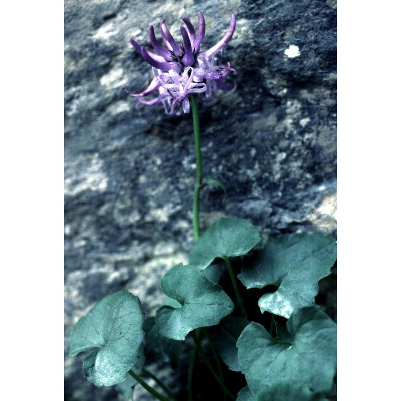 phyteuma cordatum balb.