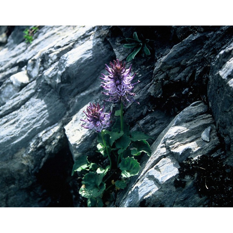phyteuma cordatum balb.