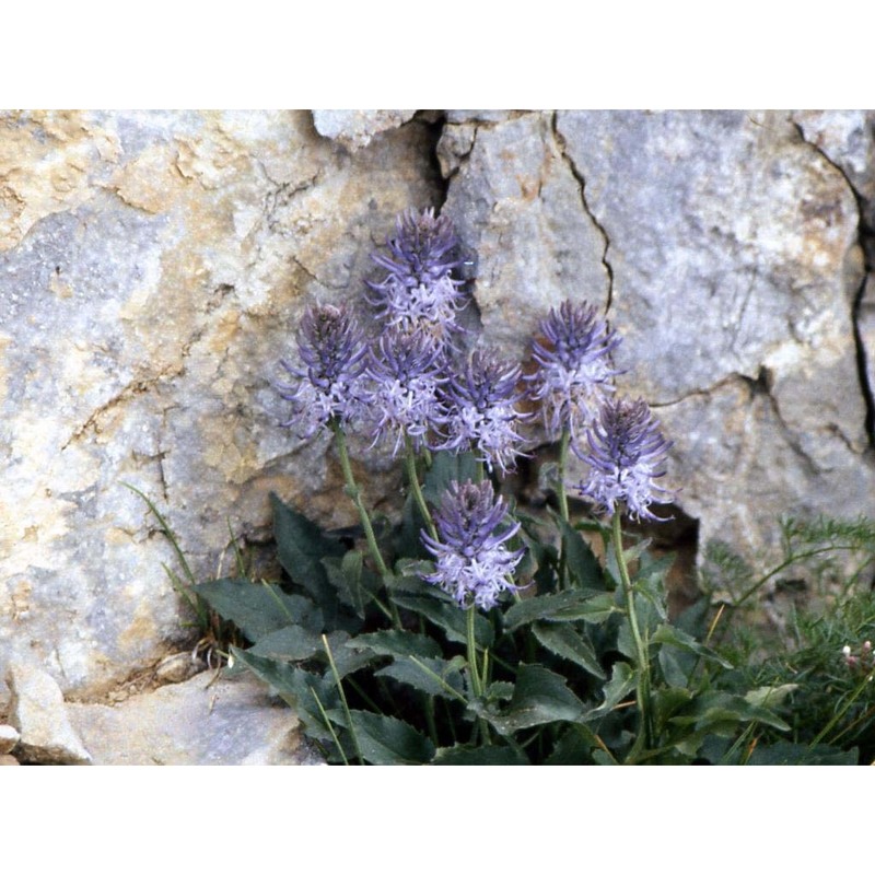 phyteuma cordatum balb.