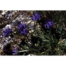 phyteuma globulariifolium sternb. et hoppe