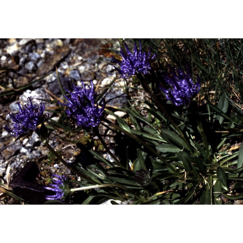 phyteuma globulariifolium sternb. et hoppe