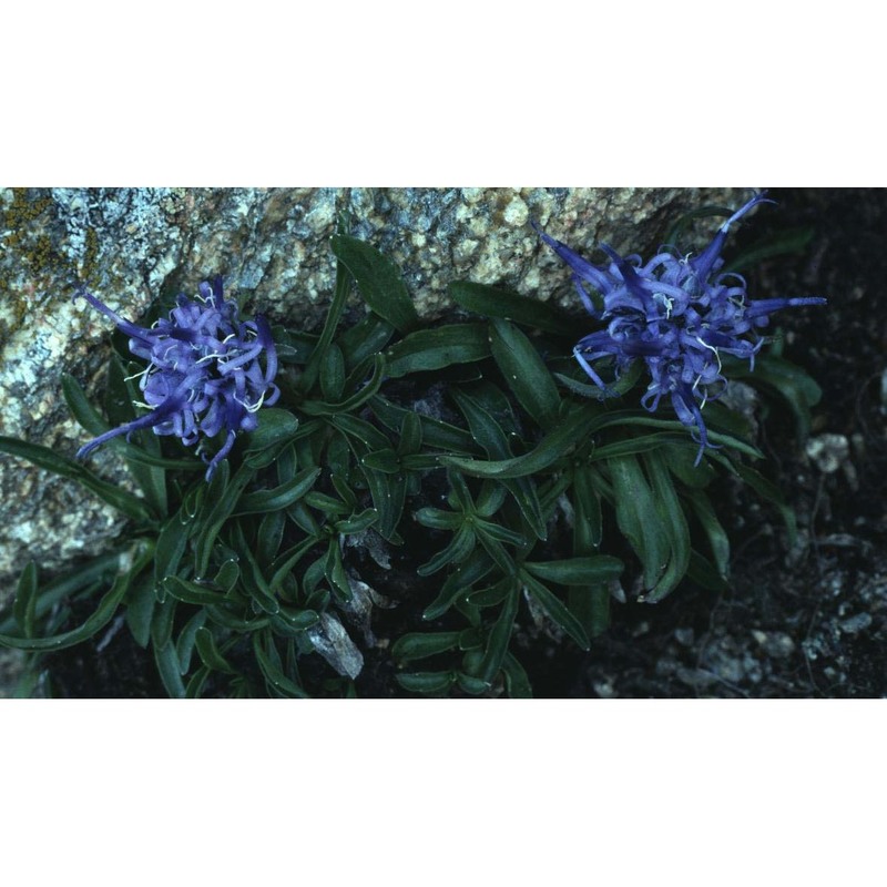 phyteuma globulariifolium sternb. et hoppe