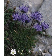 phyteuma globulariifolium sternb. et hoppe