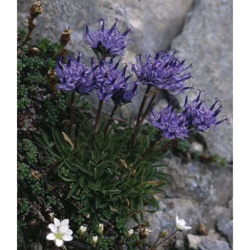 phyteuma globulariifolium sternb. et hoppe