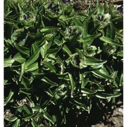 phyteuma globulariifolium sternb. et hoppe