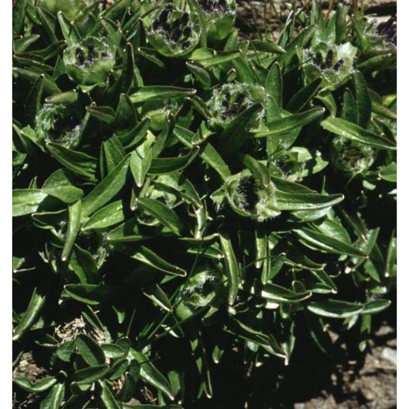 phyteuma globulariifolium sternb. et hoppe