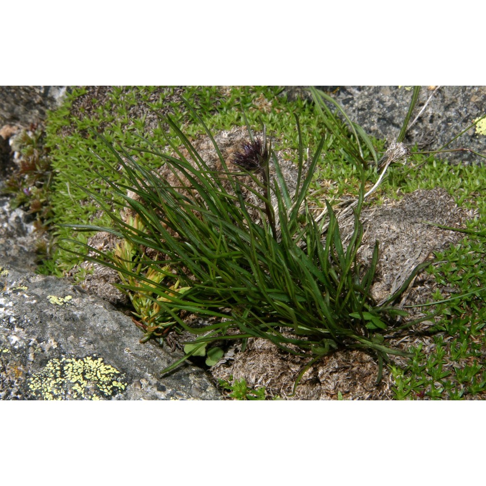 phyteuma hedraianthifolium rich. schulz