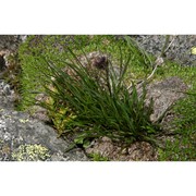 phyteuma hedraianthifolium rich. schulz