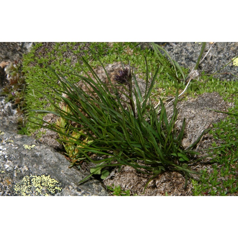phyteuma hedraianthifolium rich. schulz