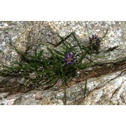 phyteuma hedraianthifolium rich. schulz