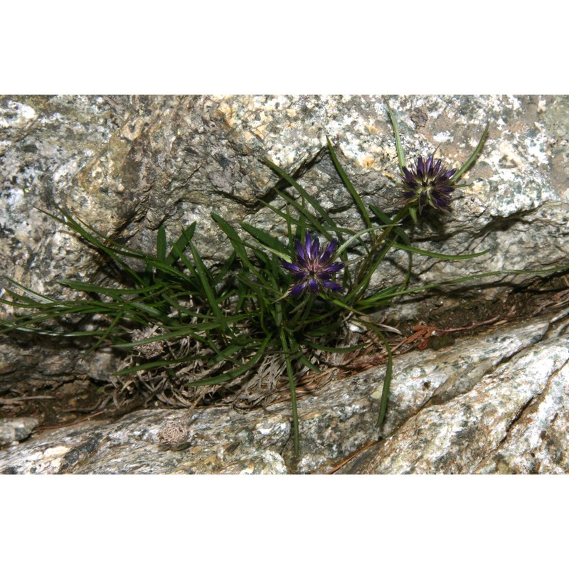 phyteuma hedraianthifolium rich. schulz