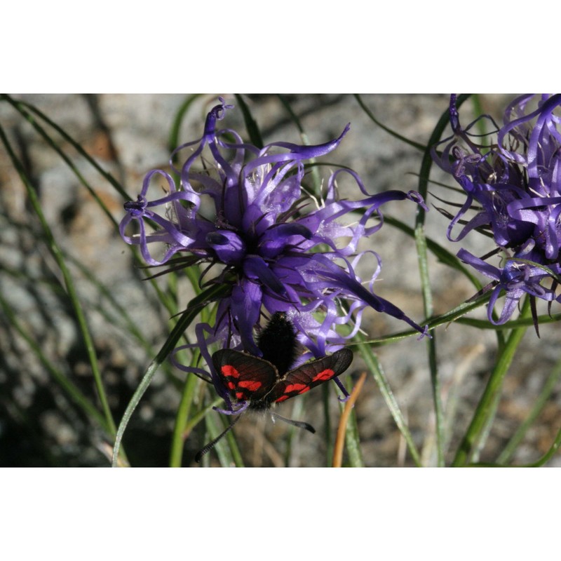 phyteuma hedraianthifolium rich. schulz
