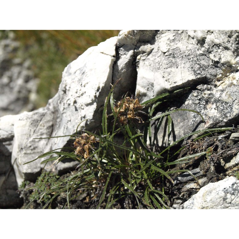 phyteuma hedraianthifolium rich. schulz