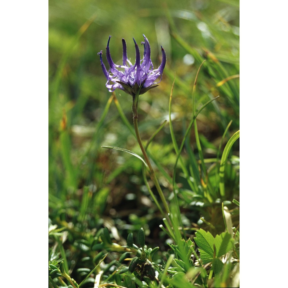 phyteuma hemisphaericum l.
