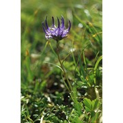phyteuma hemisphaericum l.