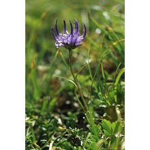phyteuma hemisphaericum l.