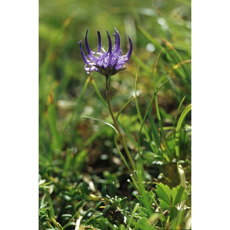 phyteuma hemisphaericum l.