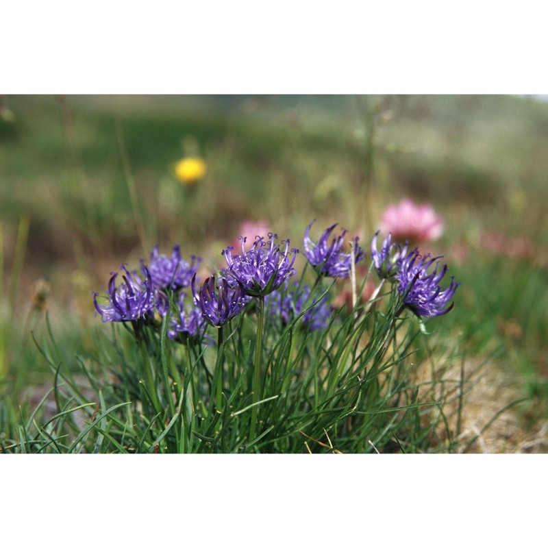 phyteuma hemisphaericum l.