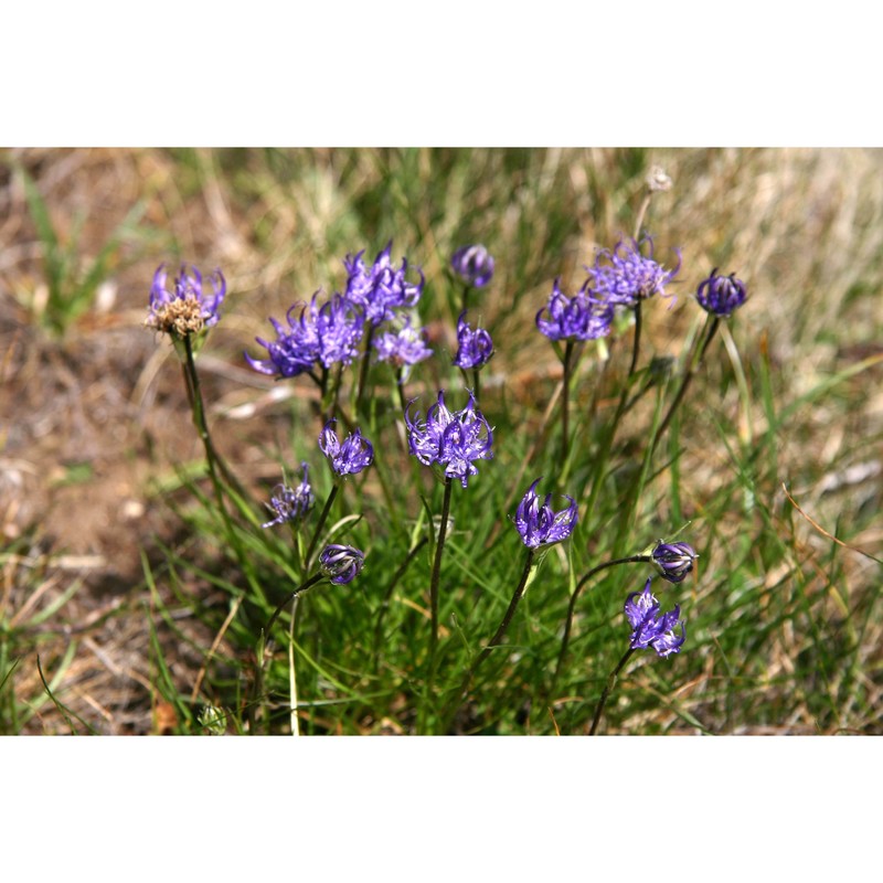 phyteuma hemisphaericum l.