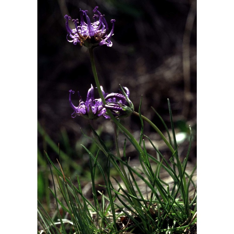 phyteuma hemisphaericum l.