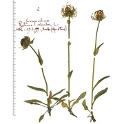 phyteuma orbiculare l.