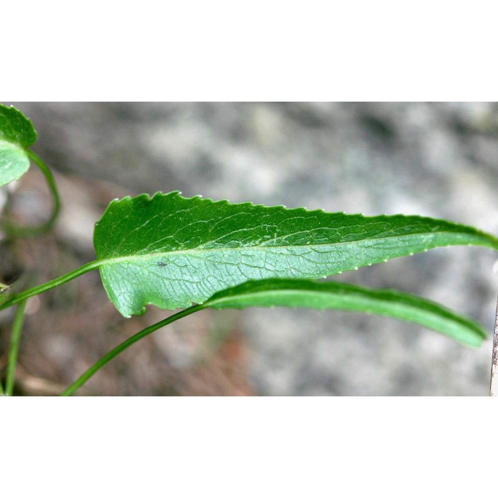 phyteuma scheuchzeri all.