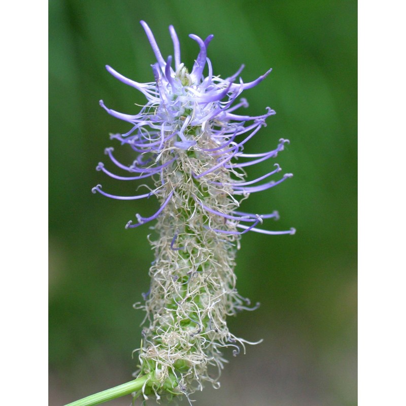 phyteuma scorzonerifolium vill.