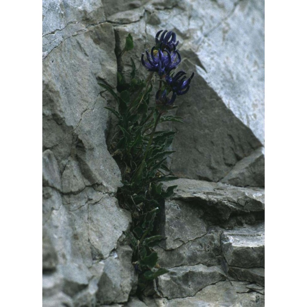 phyteuma sieberi spreng.