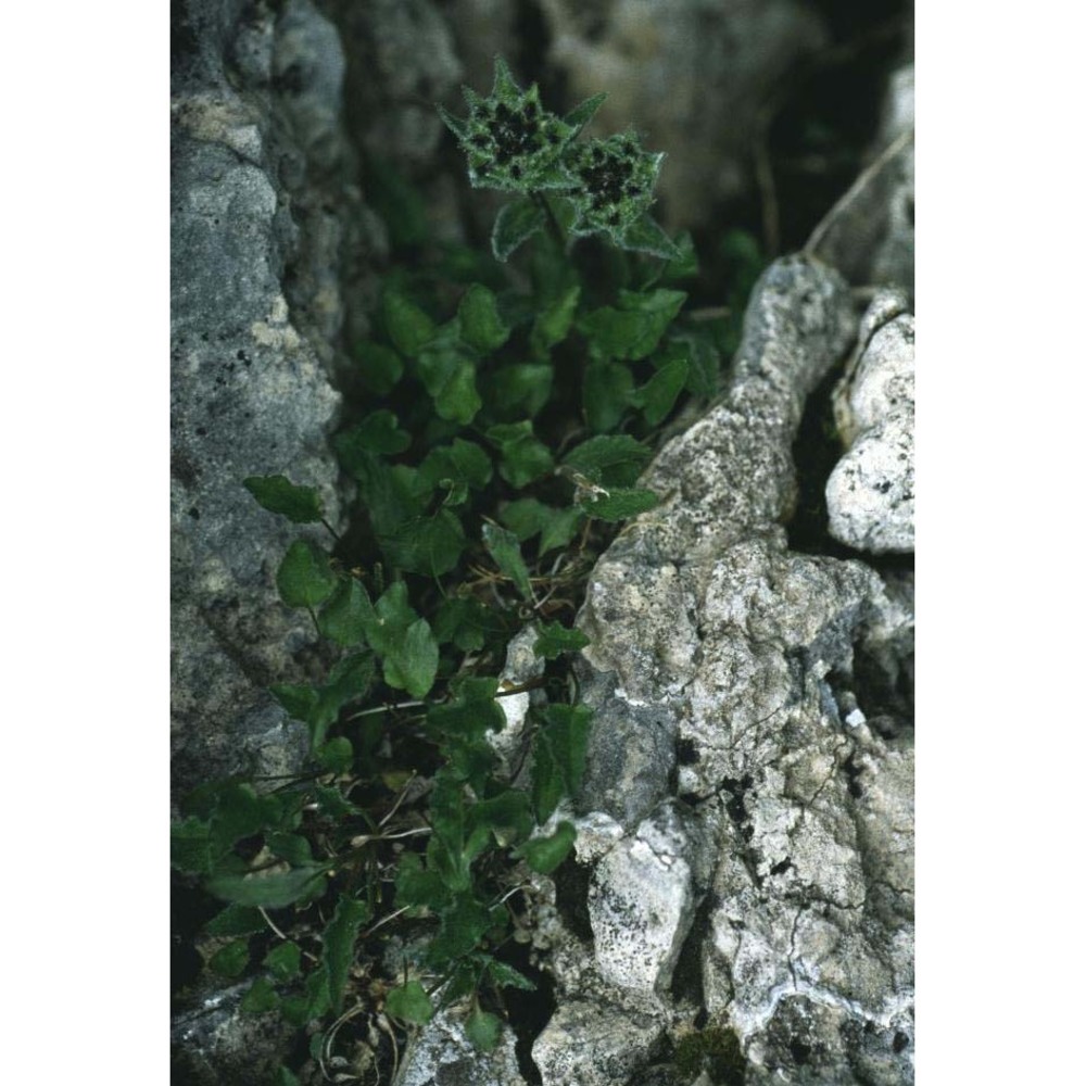 phyteuma sieberi spreng.