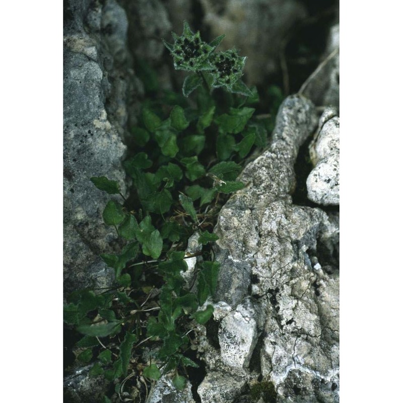 phyteuma sieberi spreng.