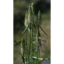 phyteuma spicatum l.