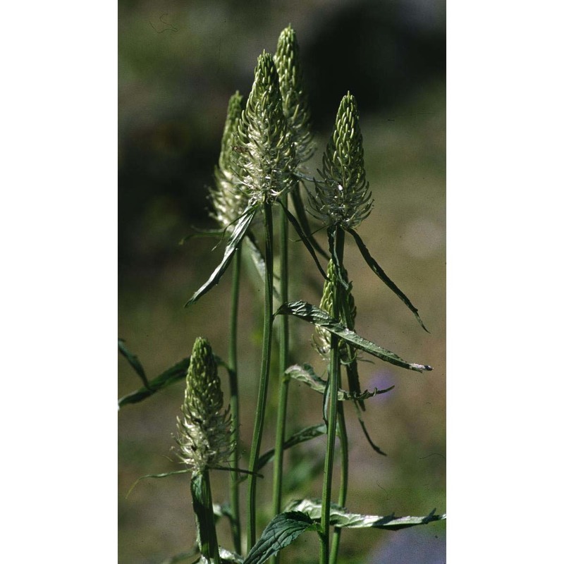phyteuma spicatum l.