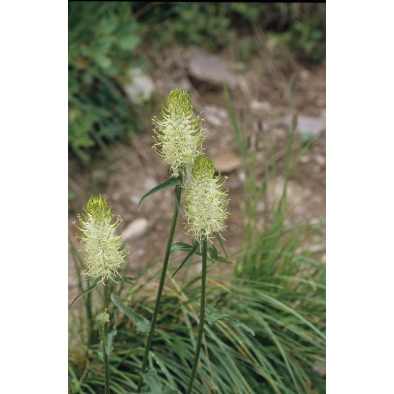 phyteuma spicatum l.